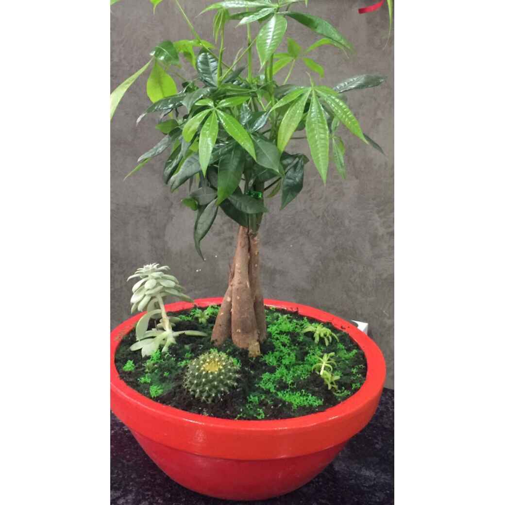 BONZAİ ARANJMANI