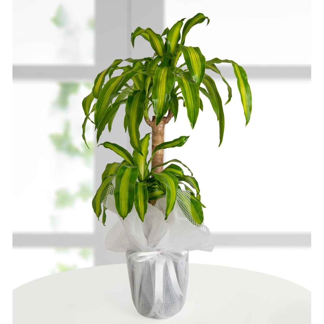 dracena-massengena-ikili